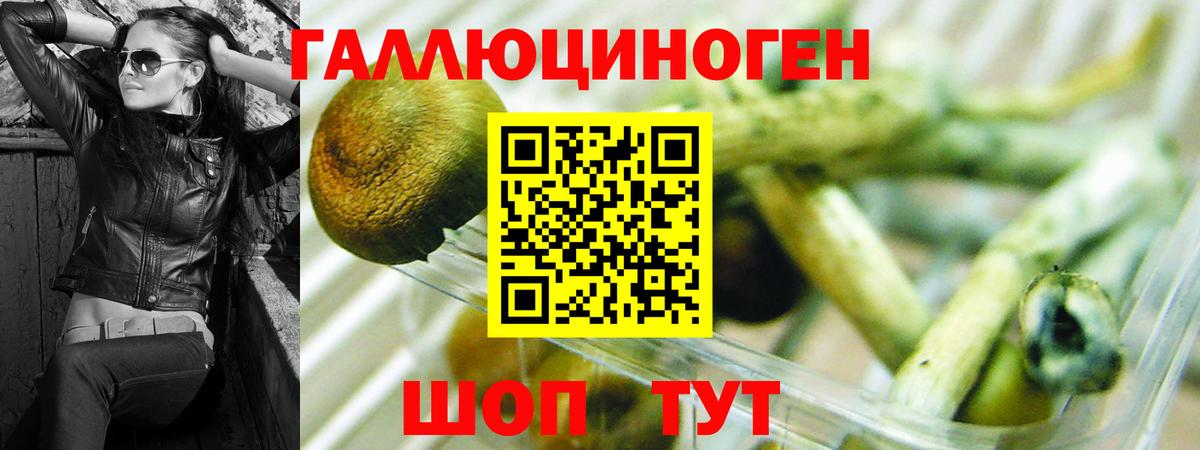 Псилоцибиновые грибы Psilocybe Ртищево